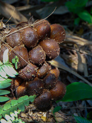 A cluster of reddish brown salacca fruits, snakeskin fruits, on its tree under the sunlight