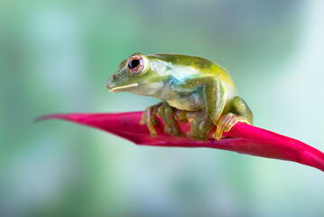 Malayan tree frog perched on red flower
