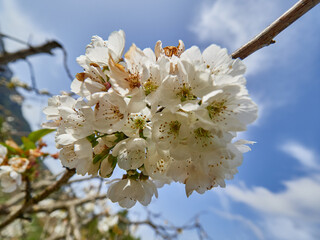 Cherry blossoms in the Gallinera Valley, Alicante, Spain