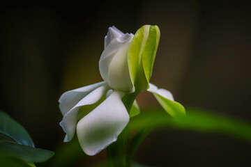 White flower in the garden