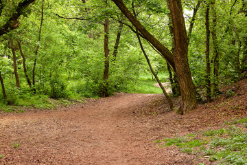 path in a deciduous forest.
