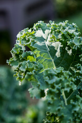 Close-up of a green curly kale leaf in a vegetable garden