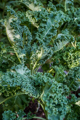 Beautiful green curly kale leaves in a vegetable garden
