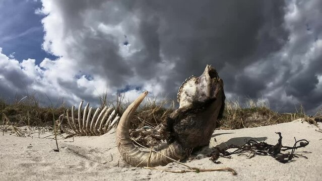 Dramatic timelapse of ram skeleton lying upside down on dry sand