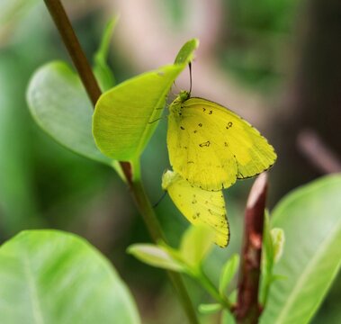 Eurema hecabe, the common grass yellow, is a small pierid butterfly species found in Asia, Africa & Australia. They are found flying close to the ground and are found in open grass and scrub habitats.
