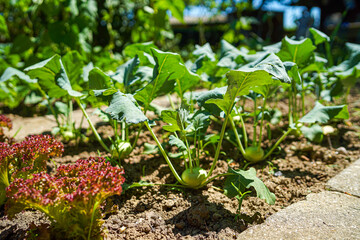 vegetables in the Garden on a sunny Day