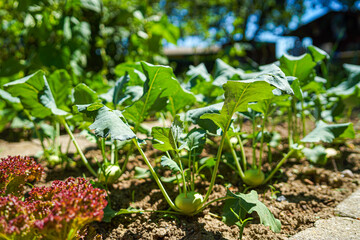 vegetables in the Garden on a sunny Day