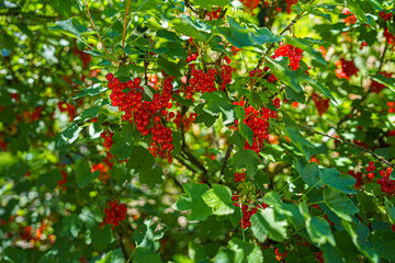 white and red Currants in the Garden on a sunny Day.