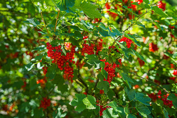 white and red Currants in the Garden on a sunny Day.