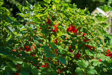 white and red Currants in the Garden on a sunny Day.
