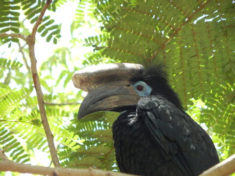 Anthracoceros malayanus. C&aacute;lao malayo. Gambia 2023