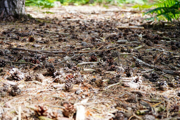 Close up of pine cones on the forest floor