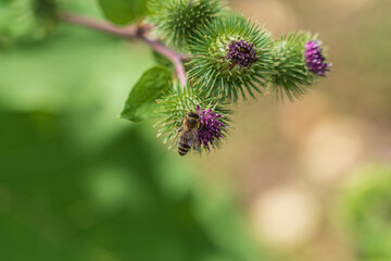 bee on a thistle flower