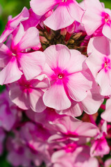 Pink flowers close up. Lots of small pink flowers close up.