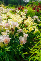Obraz na płótnie Canvas Small flowers in the flower bed. A lot of flowers in a flower bed of light shades.