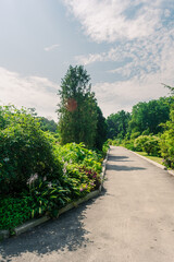 Alley in the park among dense green vegetation and flowers. Garden with many plants, flowers and alleys.