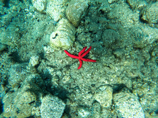 Orange-coloured starfish in the Mediterranean. Top of view 