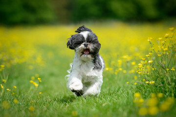 Shih Tzu Puppy Dog Running In Buttercups