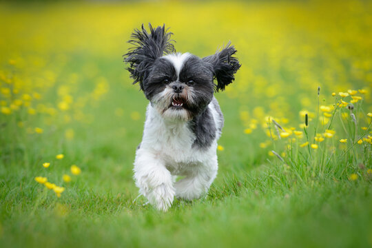 Running Through Buttercups