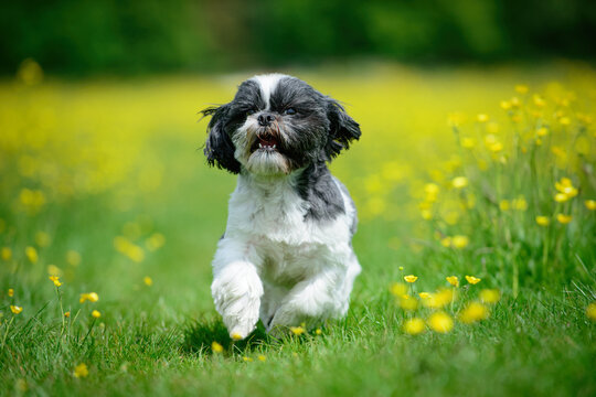 Dog Running Through Butercup Flowers