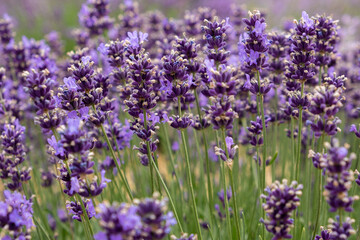 Obraz premium Soft focus flowers, beautiful lavender flowers blooming.