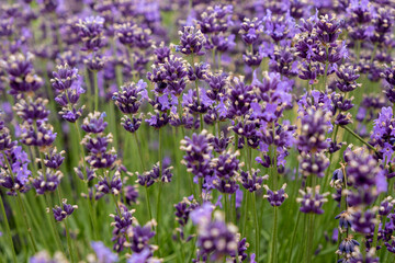 Obraz premium Soft focus flowers, beautiful lavender flowers blooming.