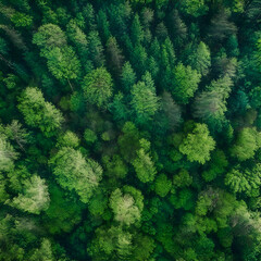 Fototapeta na wymiar green forest from top view, Bird's-eye view of a verdant forest canopy