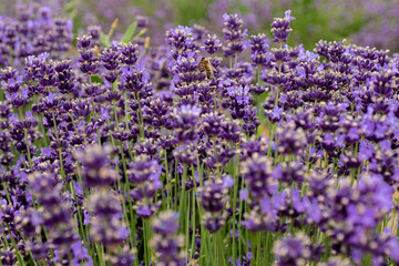 Bees pollinate lavender flowers in a lavender field. Close-up. Soft focus.