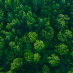 Naklejka na ściany i meble green forest from top view, Bird's-eye view of a verdant forest canopy