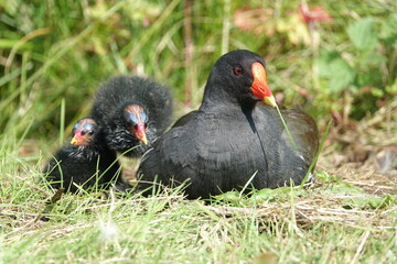 waterhen (Gallinula chloropus) with young ones