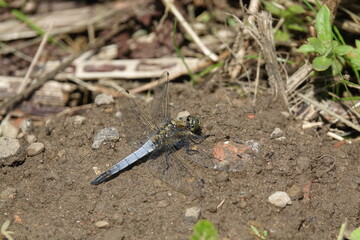 male black tailed skimmer dragonfly (Orthetrum cancellatum) 
