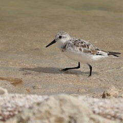 Sanderling Wading Shore Bird Merritt Island NWR Florida