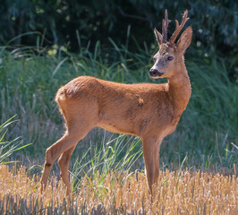 Roe deers and more