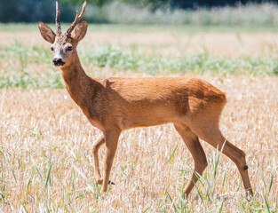 Roe deers and more