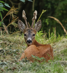 Fototapeta premium Roe deers and more