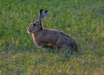 Roe deers and more