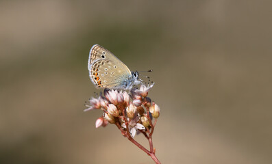 Anatolian Turan Blue butterfly (Turanana endymion)