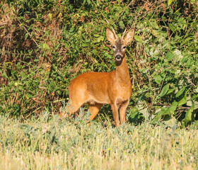 Roe deers and more