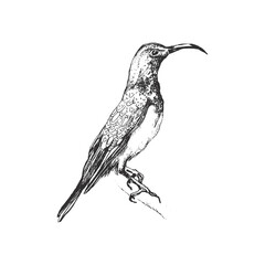 Fototapeta premium Bird handdrawn illustration, Bird drawing