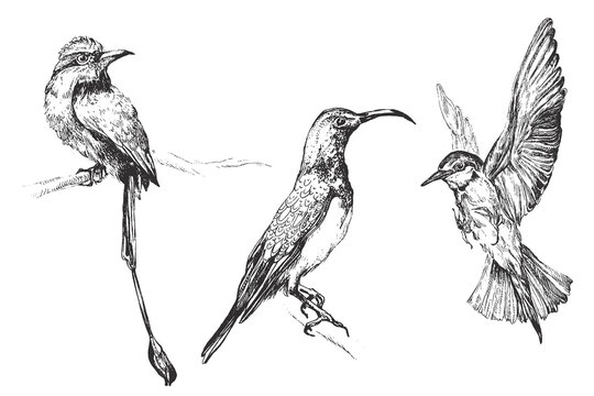 Bird handdrawn illustration, Bird drawing