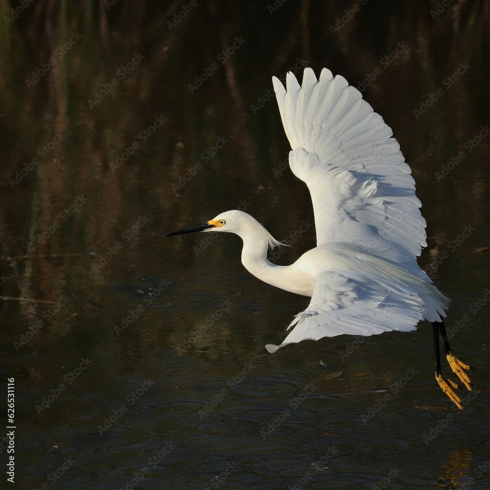 Sticker Snowy Egret Graceful Flight at Merritt Island NWR Florida