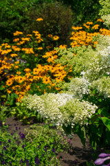 Summer garden with lots of green lush plants and flowers. Garden with dense plantations of trees, shrubs and flowers.