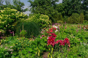 Summer garden with lots of green lush plants and flowers. Garden with dense plantations of trees, shrubs and flowers.