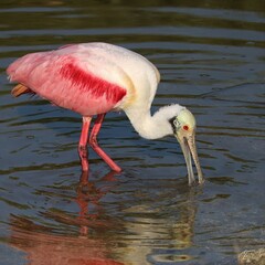 Gorgeous Pink Power Roseate Spoonbill Merritt Island NWR Florida