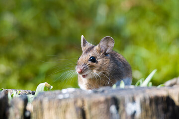 Gelbhalsmaus (Apodemus flavicollis)
