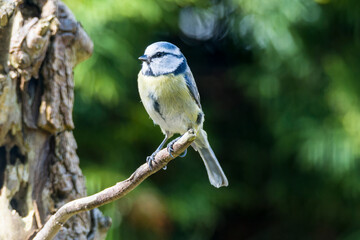Blaumeise bei der Futtersuche