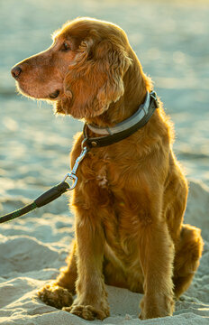 Fototapeta Cocker Spaniel nad morzem