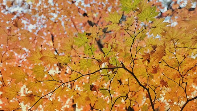 Looking up at maple trees in autumn under the blue sky