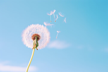 Dandelion, blue sky background. Minimal spring concept