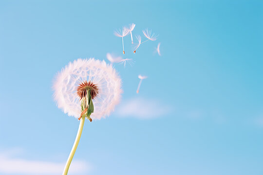 Dandelion on blue sky background. Minimal spring concept. © Sunny